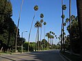 Sunset Boulevard i Beverly Hills