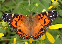 Vanessa virginiensis