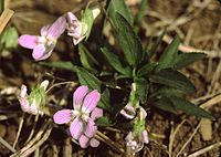 Viola pumila