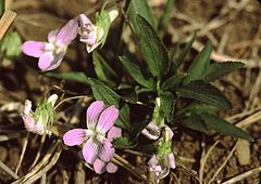 Viola pumila[нем.]