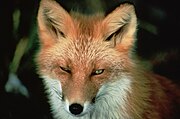 Vulpes vulpes アカギツネ/温帯