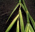 Festuca maritima