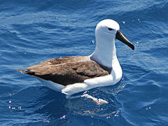 Žutonosi albatros (Thalassarche chlororhynchos)
