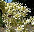 Miniatura para Zigadenus glaberrimus