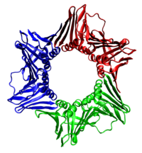 Color-coded image of polypeptide chains