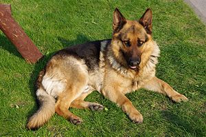English: A German Shepherd dog Polski: Owczare...