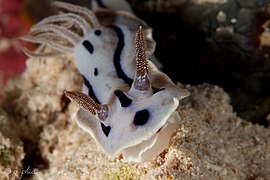 Browny form of Chromodoris willani in Wakatobi National Park, 2016