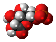 6-磷酸葡糖酸內酯的分子模型