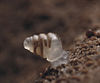 a snail with a translucent shell