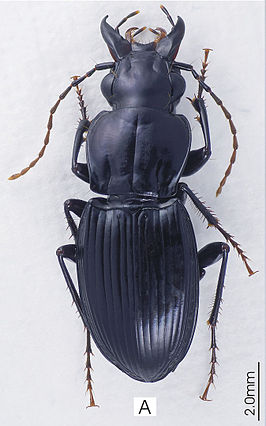 Abacophrastus megalops