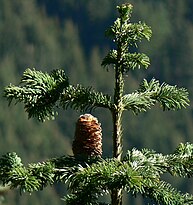 cone and foliage