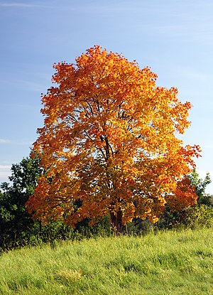 Acer platanoides in autumn colors.