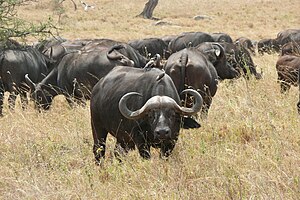 African Buffalo