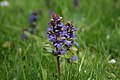 Ajuga reptans