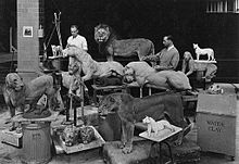 James L. Clark (right) and assistants mount specimens for the "Lions" diorama Akeley6.jpg