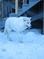 Arctic wolf at Alert, Nunavut