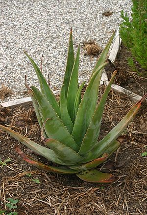 Aloe vera.