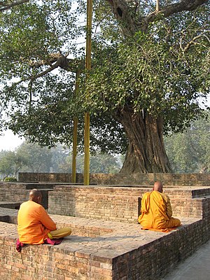 English: Buddhist monks meditating under the A...