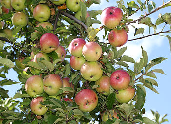 English: Apples on an apple-tree. Ukraine. Рус...