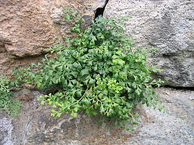 Murrude (Asplenium ruta-muraria).