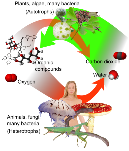 Auto-and heterotrophs