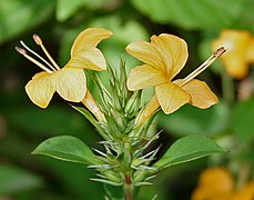 Barleria prionitis[англ.]