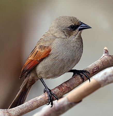 巴西潘塔纳尔湿地的一只雄性栗翅牛鹂（Agelaioides badius）。