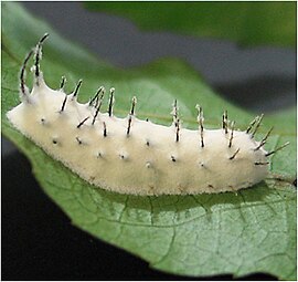 Beauveria bassiana en larva de Ithominae (Lepidoptera).jpg