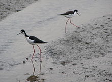 Mudflats become temporary habitats for migrating birds Bnstiltpair.jpg