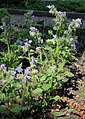 Borago officinalis