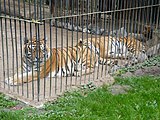 Tygrysy w braniewskim zoo (2009)