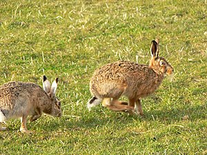 English: Brown hares These are two of a group ...