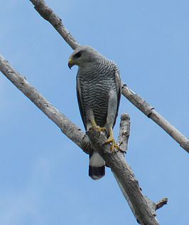 Grijsgestreepte buizerd