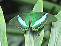 Papilio palinurus