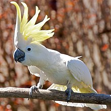 A mainly-white cockatoo with a black beak perched on a wooden perch. Its yellow crest is raised and conspicuous.