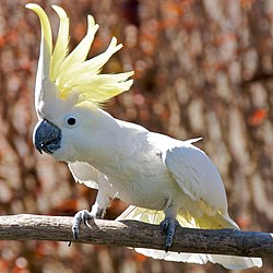 Lielais dzeltencekula kakadu (Cacatua galerita)