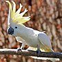 Miniatura per Cacatua (gènere)