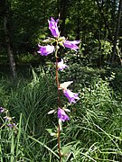 Campanule gantelée (Campanula trachelium) ; grande campanule à la tige robuste.