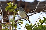 Miniatura para Vireo cassinii