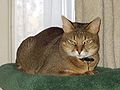 20 / Chausie