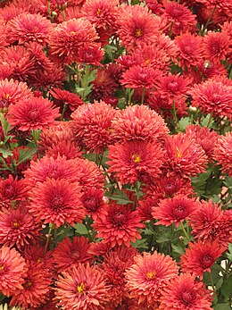 Chrysanthemum indicum