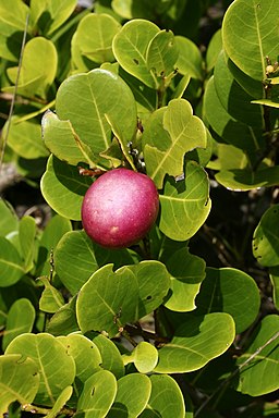 Chrysobalanus icaco (fruit)