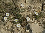 Miniatura para Cistus clusii