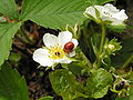 Miniatuurafbeelding voor de versie van 3 mei 2005 17:54