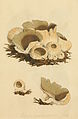 Coloured Figures of English Fungi or Mushrooms - t. 4.jpg