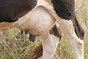 Udders of a cow grazing. Pictured in Tanzania