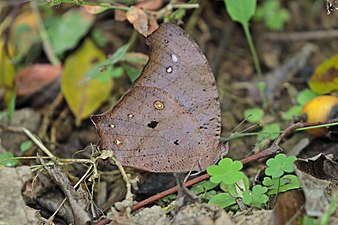 M. p. bela dry-season form Chitwan, Nepal