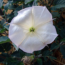 Дурман wrightii flower2.jpg