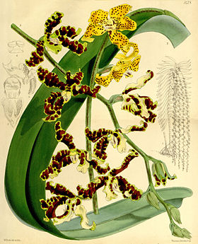 Dimorphorchis lowii