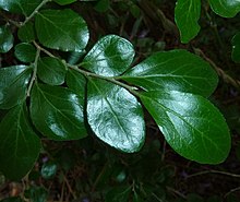 Obtuse leaves of Dovyalis zeyheri Dovyalis zeyheri, blare, Pretoria.jpg